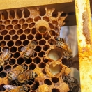 Méhpempő a kaptárban