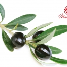 Olivabogyó és olivaolaj